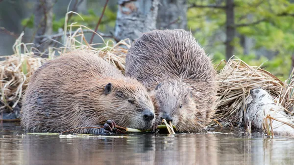 Suricatas, castores y gibones: las especies más cercanas al comportamiento humano.