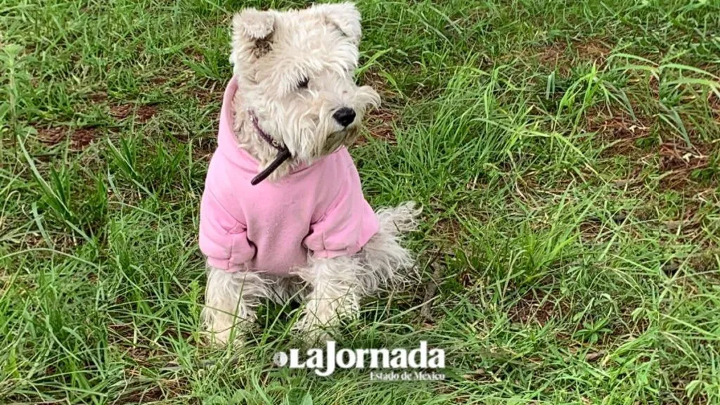 Acoger a un perro como mascota debe ser con responsabilidad: Becerril