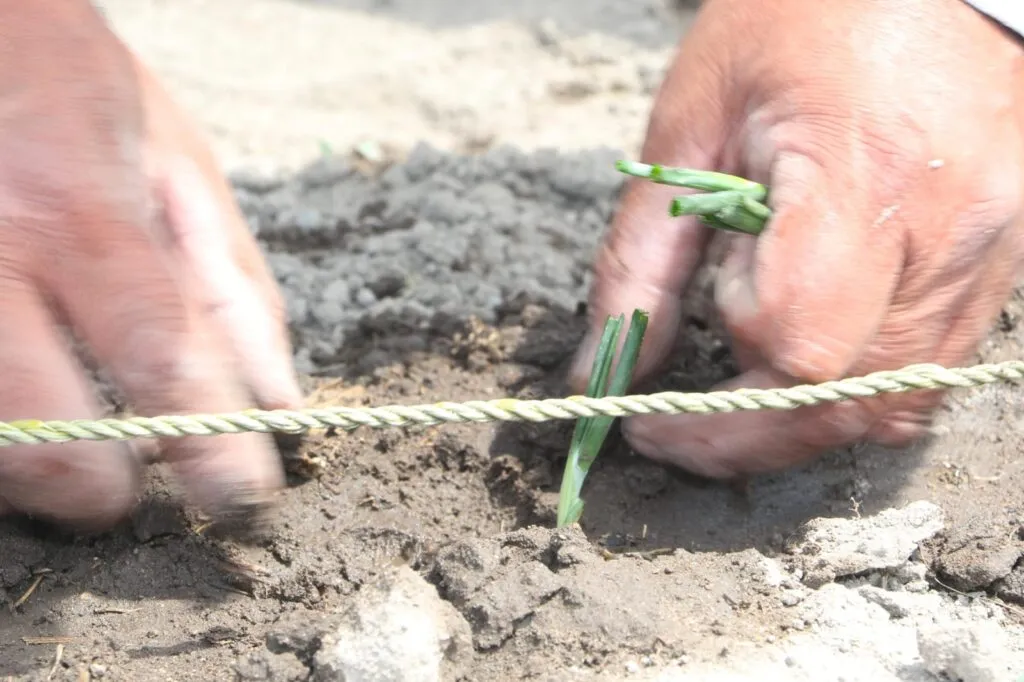 Raíces de concreto: El huerto de traspatio como motor de soberanía alimentaria en la ciudad