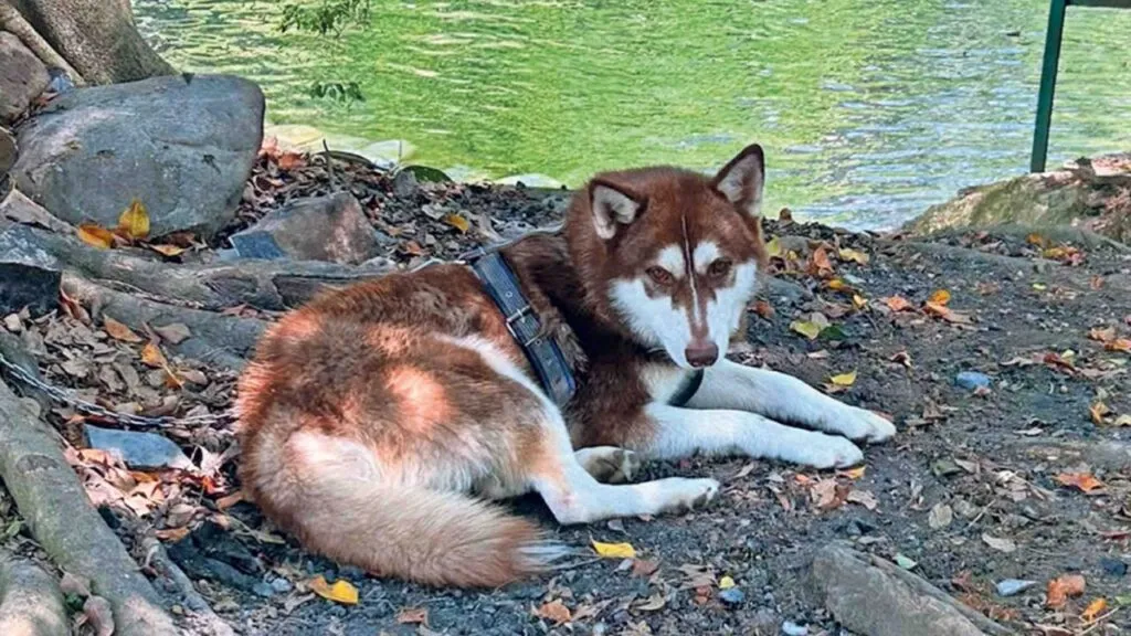 Lucas, el primer perro en recibir una pensión alimenticia legal tras divorcio de sus dueños