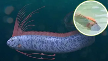 Pez Remo es captado en Baja California Sur