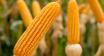 Amparo en beneficio a Bayer-Monsanto con fallo judicial a la veta de glifosato
