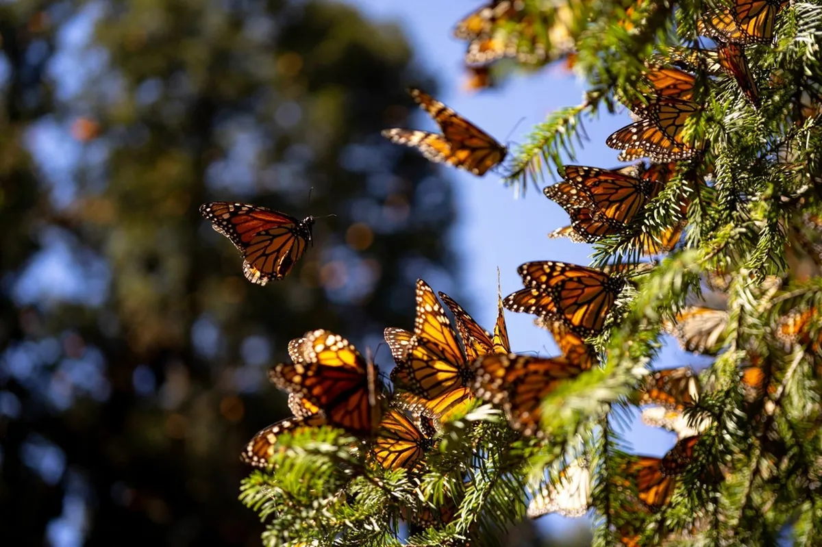 PVEM proponen declarar “paisajes protegidos” en Edomex para resguardo de mariposa monarca