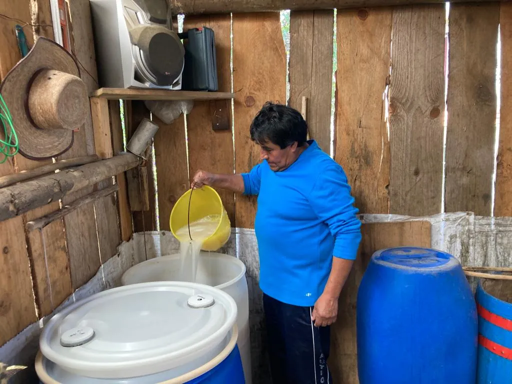Don Armando sale a raspar los magueyes todos los días