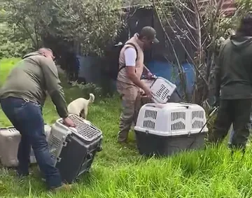 Rescatan a 12 perros de la granja de Chopos en Ixtapaluca