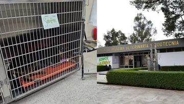 Envenenamiento de perros en Facultad de Veterinaria indigna a la comunidad