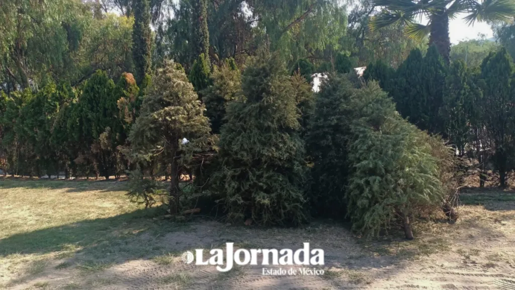 Ecatepec prevé generar 120 toneladas de composta con reciclaje de árboles de Navidad