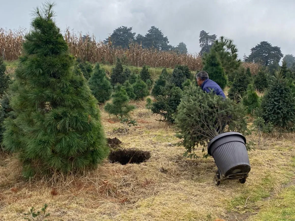 Xonacatlán dará inicio a la temporada navideña con el primer corte de Árbol de Navidad