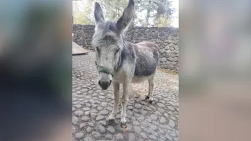 Otumba: Burrolandia suma 98 ejemplares al cierre del 2025