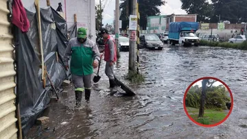 Lluvias y rachas de viento derriban árboles en Zinacantepec; no reportan lesionados