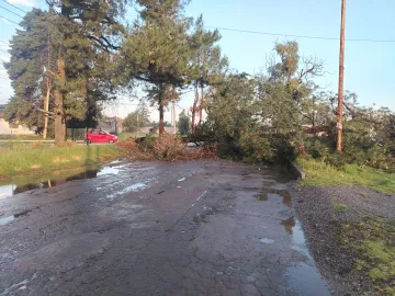 Caída de árbol provoca movilización en Metepec