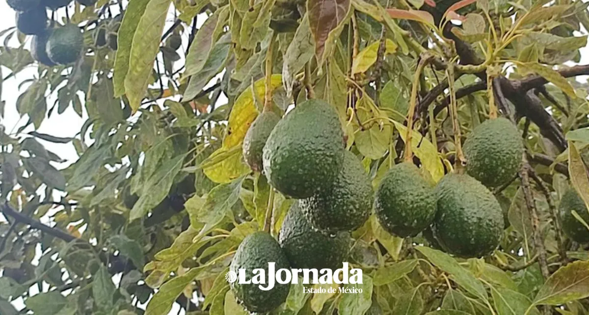 Inicia padrón de productores de aguacate en región de los volcanes