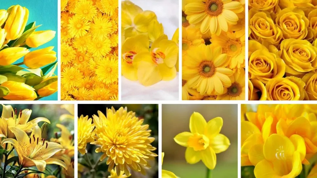 Flores amarillas, ¿por qué se regalan el 21 de septiembre?