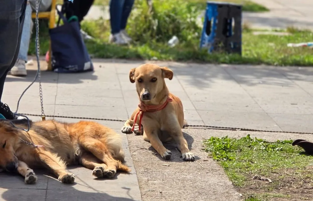 Habrá jornadas de esterilización y adopción en Toluca