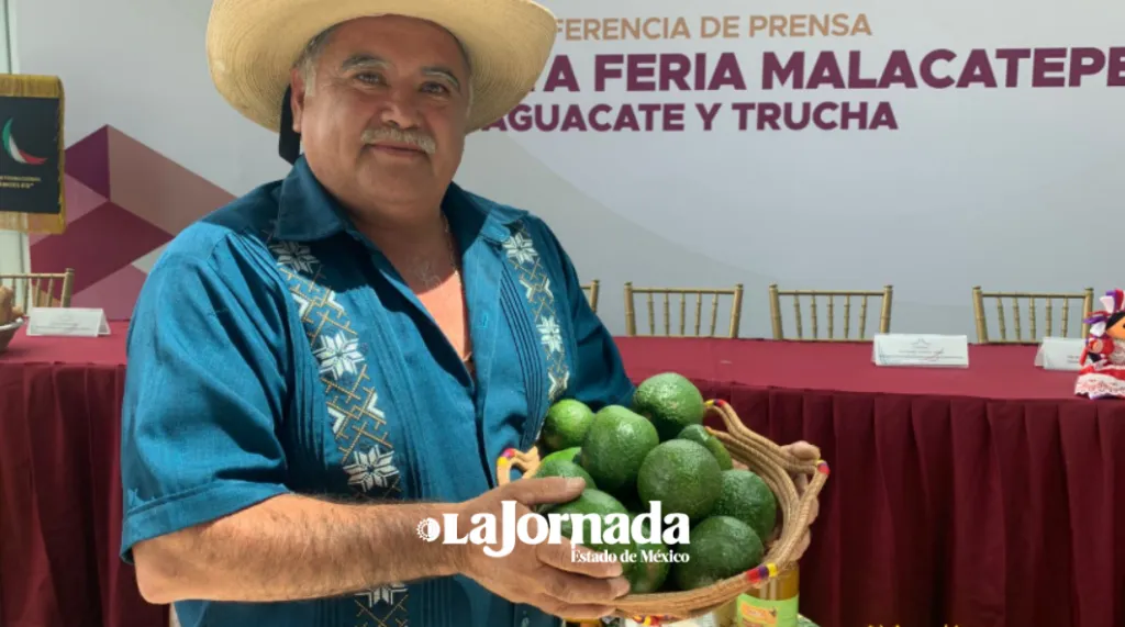Aguacateros de Donato Guerra buscan justicia en el precio y mercados internacionales