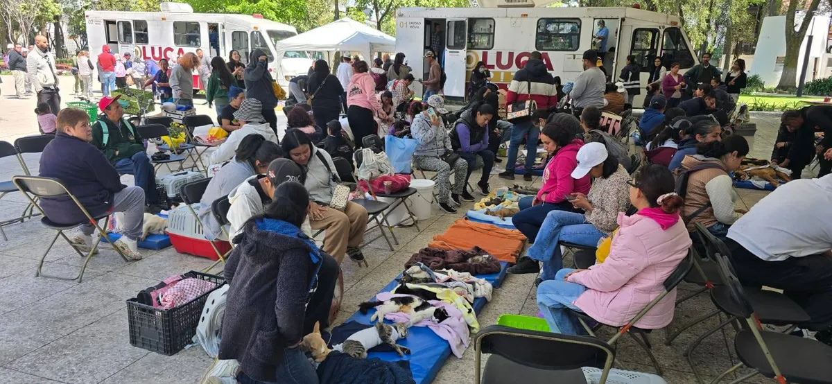 Toluca refuerza cuidado animal con jornada masiva de esterilización