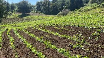 Costos del campo reducen rentabilidad agrícola, señalan especialistas