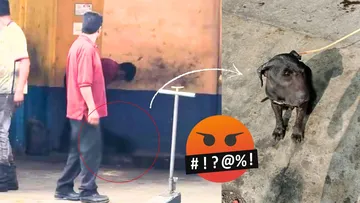 Perrito es golpeado en Valle de Chalco; vecinos difunden el caso con VIDEO