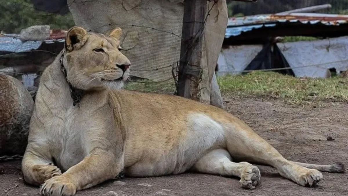 Reportan leona suelta en la Sierra de Tepotzotlán