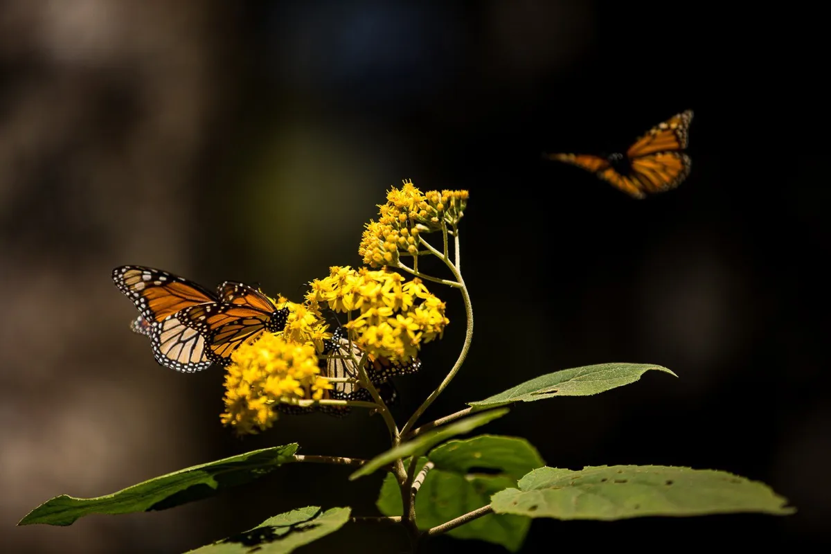 Últimos días para ver a las mariposas monarcas