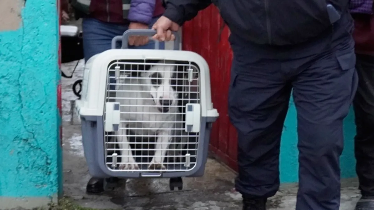 Nezahualcóyotl: Propaem rescata a más de 90 perros