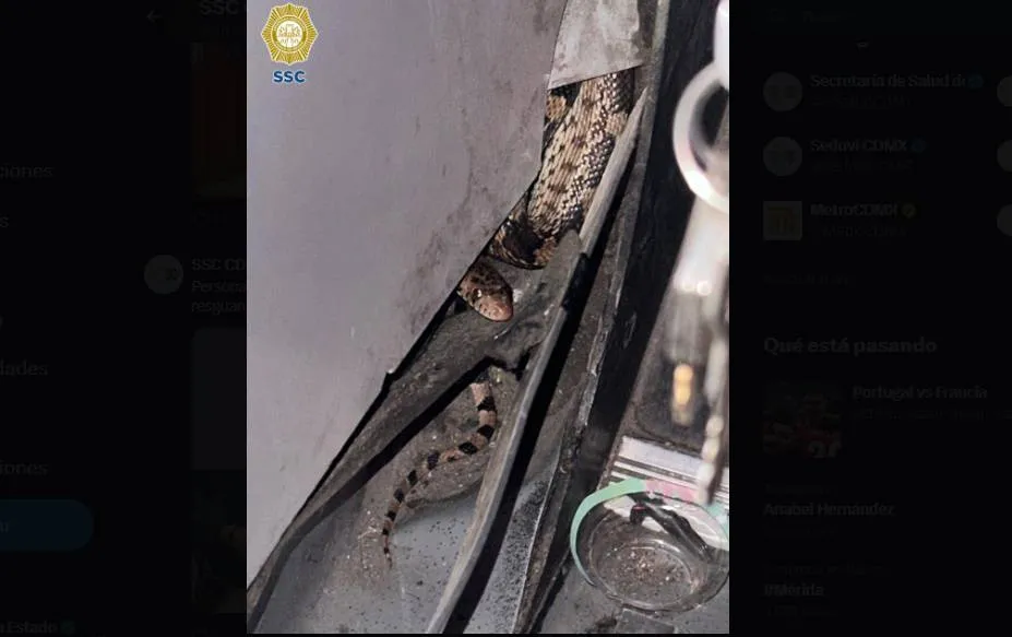 FOTOS: Camión le da aventón a peligroso “pasajero”, una víbora en paradero de Pantitlán