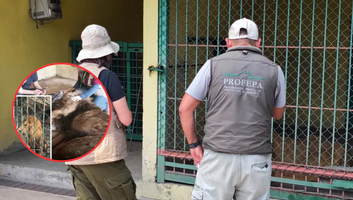 ¿Qué pasó con el león de Neza? Profepa informa sobre su estado de salud