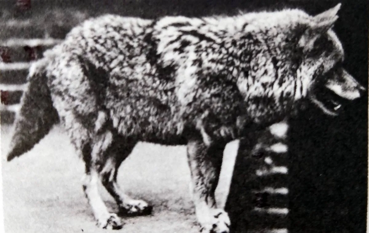 Los coyotes de La Marquesa