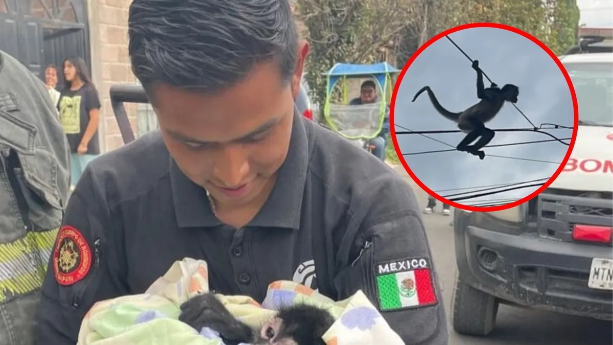 Rescatan mono araña que deambulaba en Chicoloapan