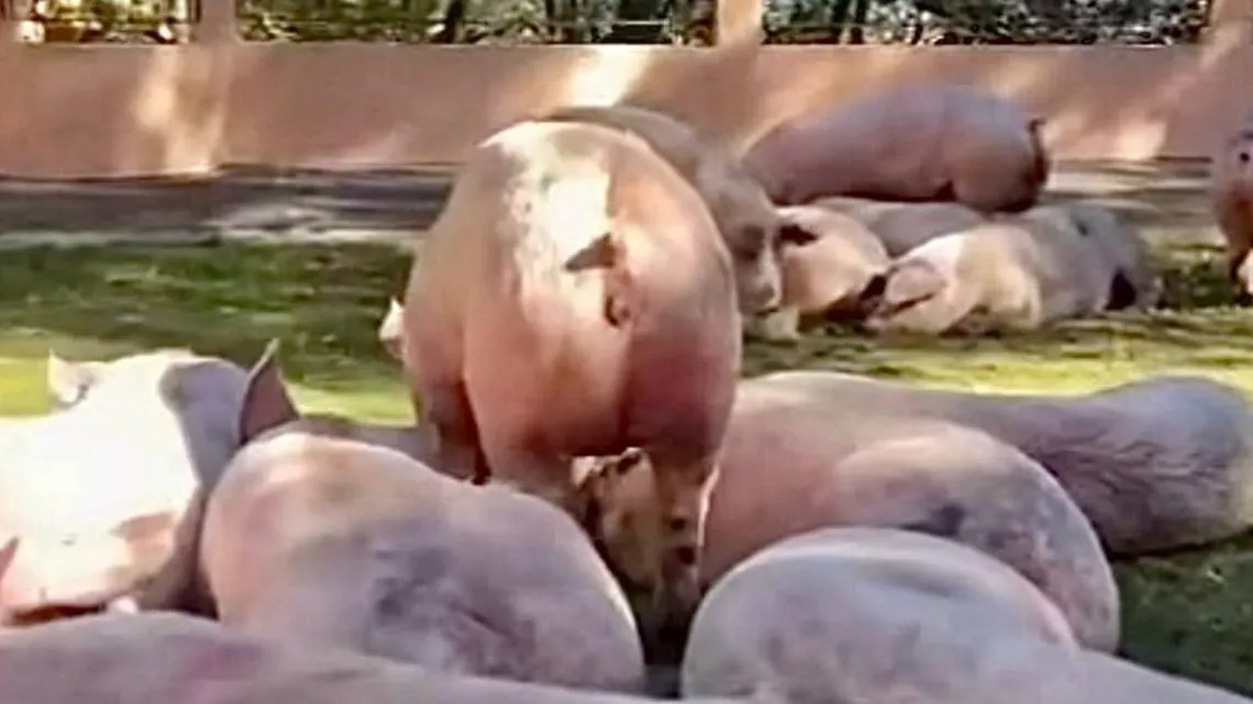 Edomex: se hacen pasar por protectores de animales para robar cerdos