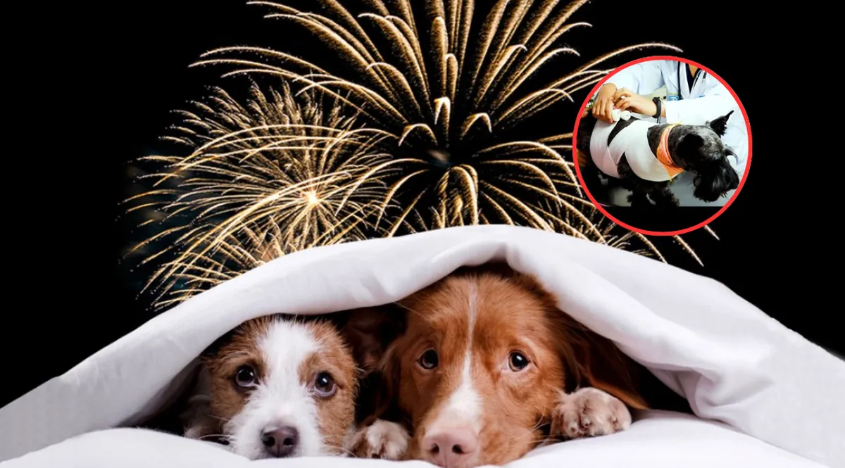 Pirotecnia y mascotas: 7 consejos esenciales para proteger a perros y gatos en Año Nuevo