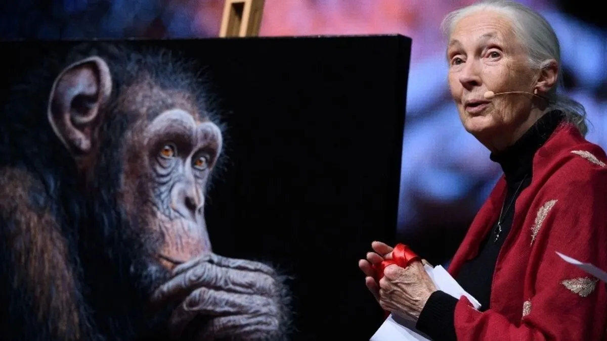 Jane Goodall, pionera en estudio de los chimpancés, muere a los 91 años
