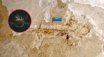 Investigadores de la UNAM revelan fósil de ajolote de hace 4 millones de años