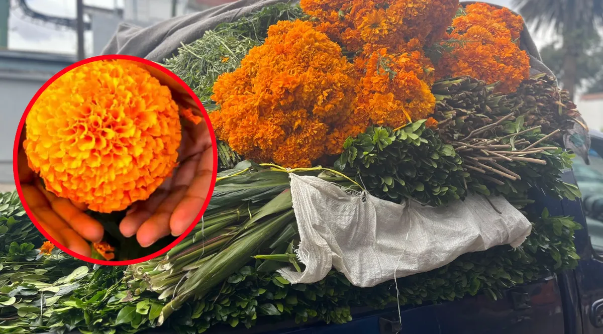 Cempasúchil, la flor del Día de muertos Edomex generará alrededor 41 mdp
