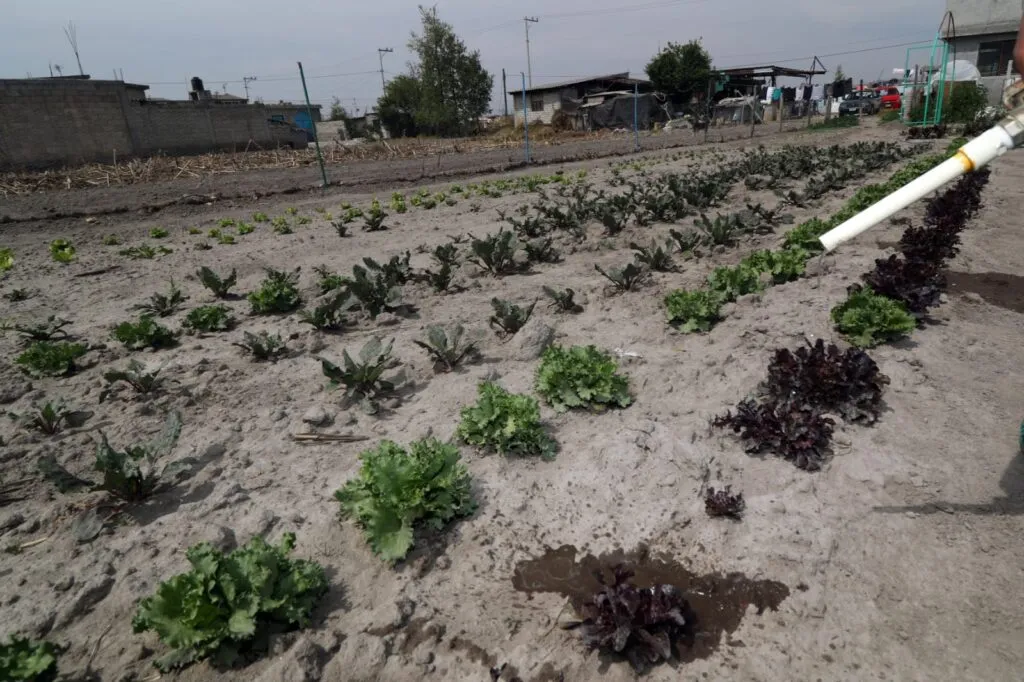 Raíces de concreto: El huerto de traspatio como motor de soberanía alimentaria en la ciudad