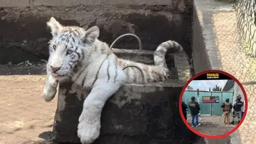 Pumas, un león, un tigre blanco y otras especies exóticas son asegurados en Chalco