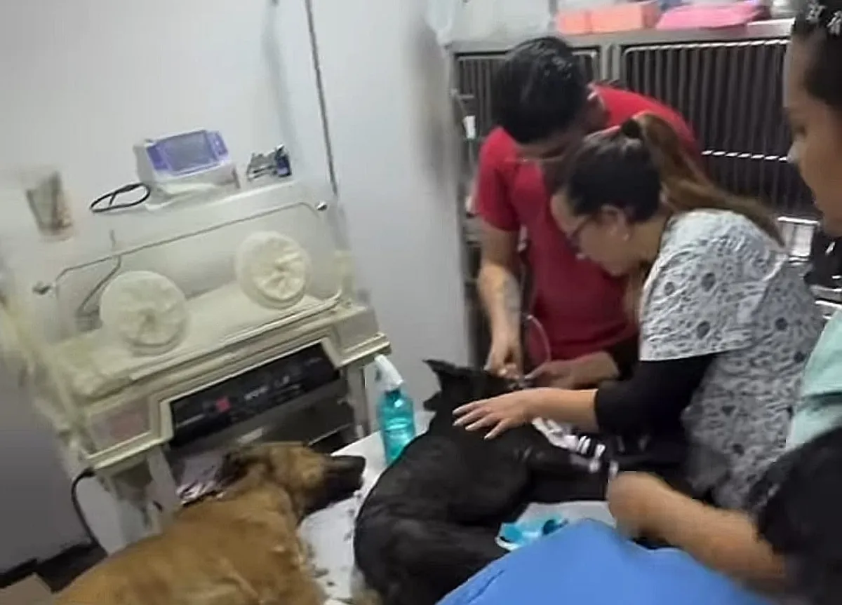 Buscan justicia por envenenamiento de tres perritos, piden investigar a familia