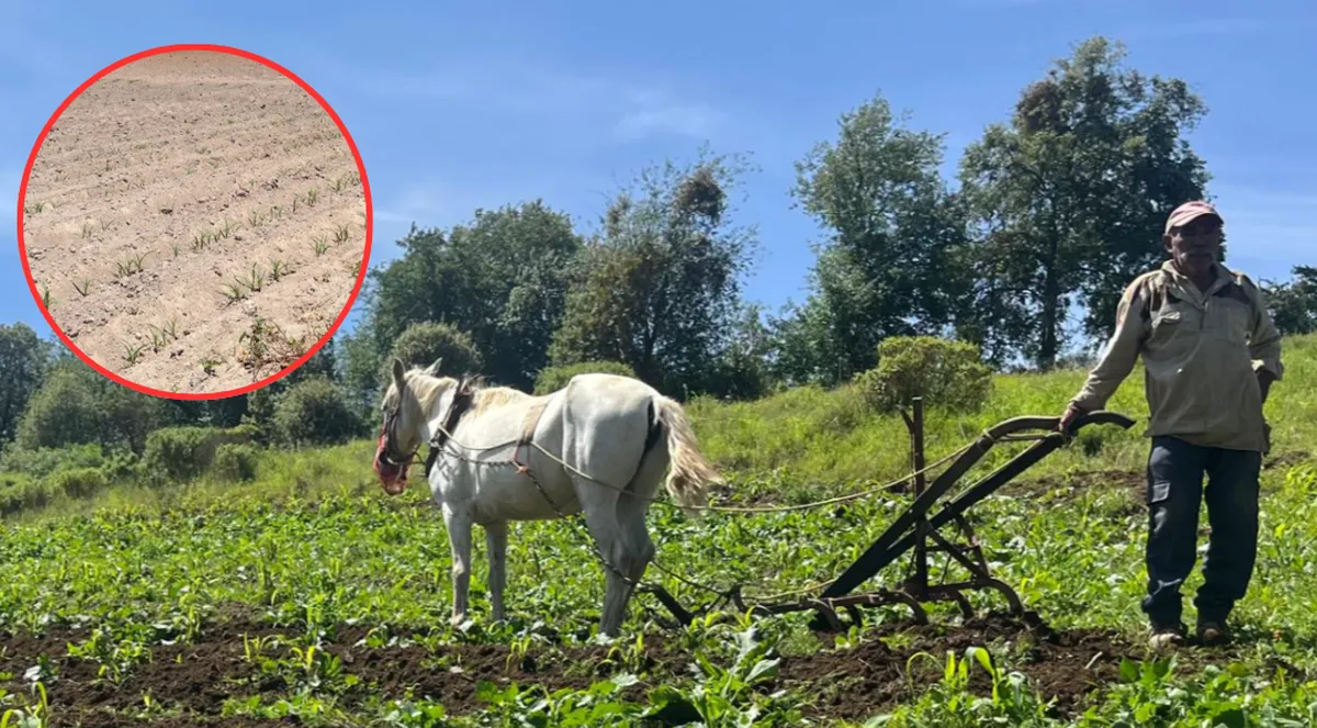 Sector agropecuario Edomex 2026: Producción millonaria bajo riesgo por falta de jóvenes