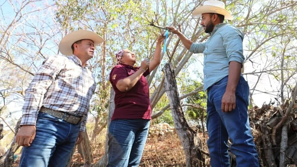 GEM instala trampas contra gusano barrenador en el sur