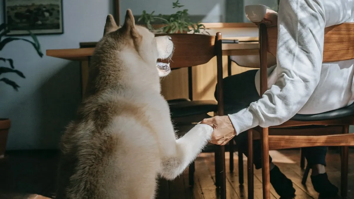¿Te gustaría certificar a tu perro como animal de apoyo emocional?