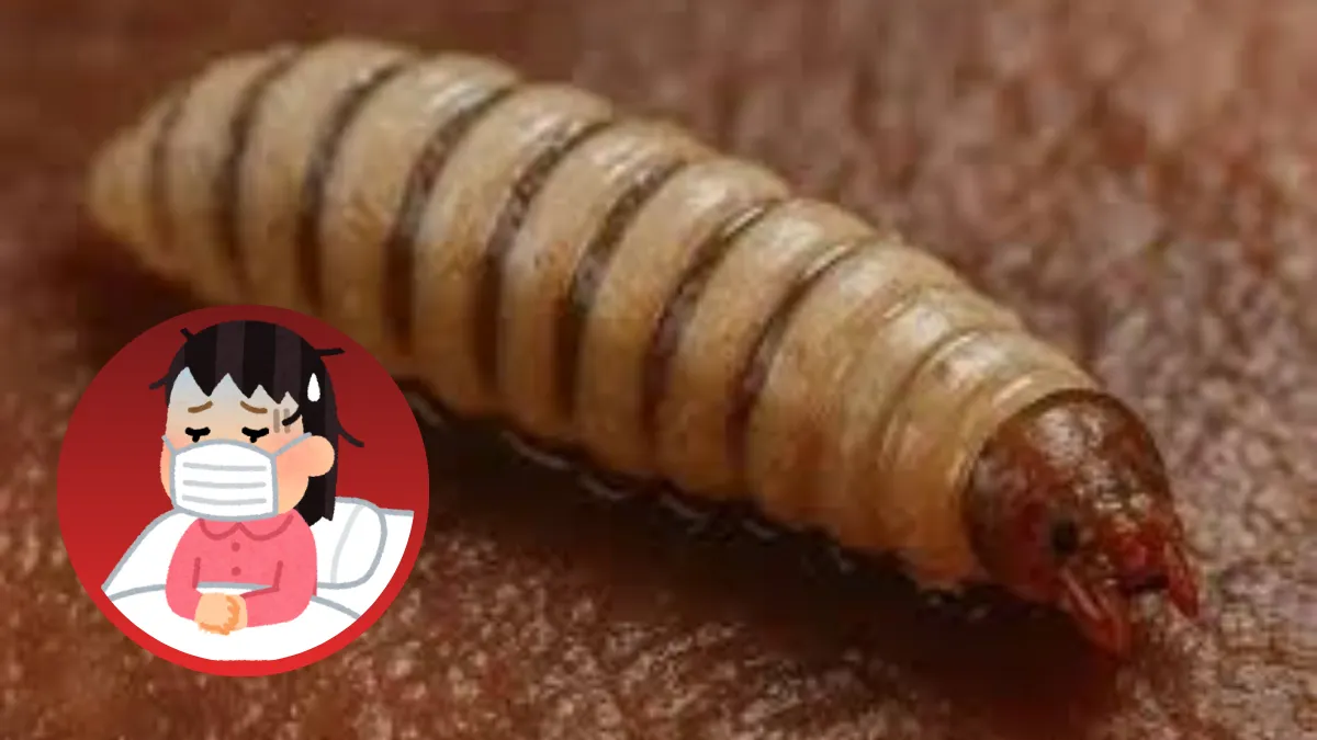 En Edomex primer posible caso de gusano barrenador en humanos, silencio de la Secretaría de Salud