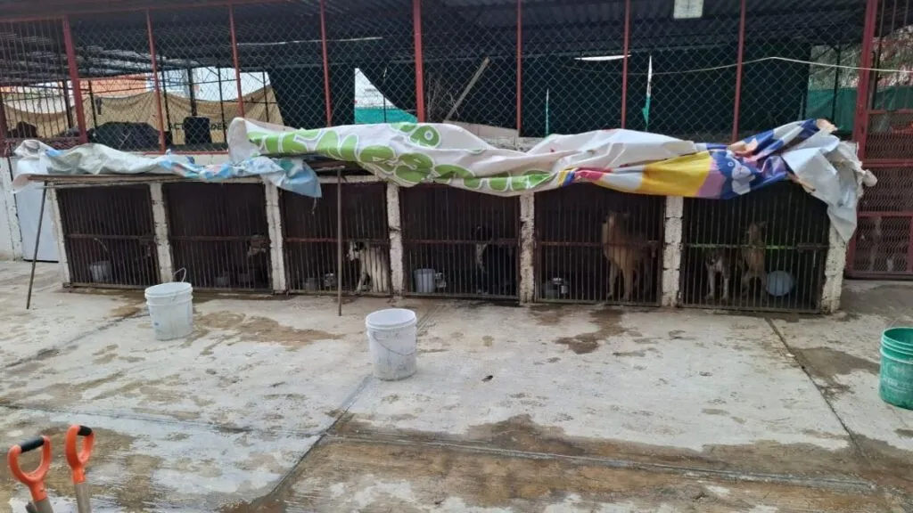 Ixtapaluca: Investigan Unidad de Bienestar Animal por actos de crueldad [VIDEO]
