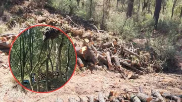 Riesgo de violencia en Chalco por conflicto ejidal y deforestación masiva