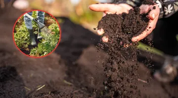 Fertilizantes suben más de 70% y asfixian a productores de maíz en Edomex