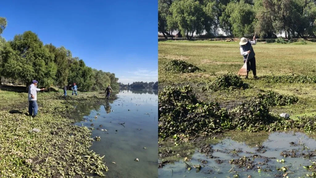 Vecinos de Axotlán combaten invasión de lirio acuático en la laguna