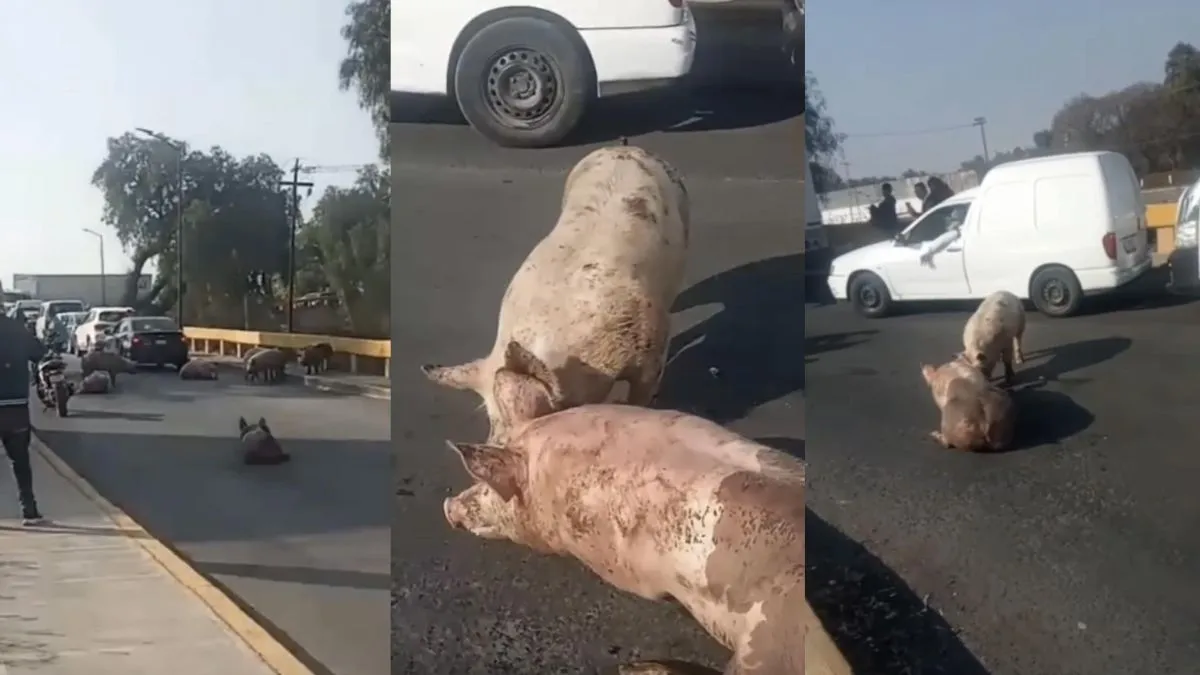 Tráiler se descompone en puente de Teoloyucan y puerquitos se dan a la fuga [VIDEO]