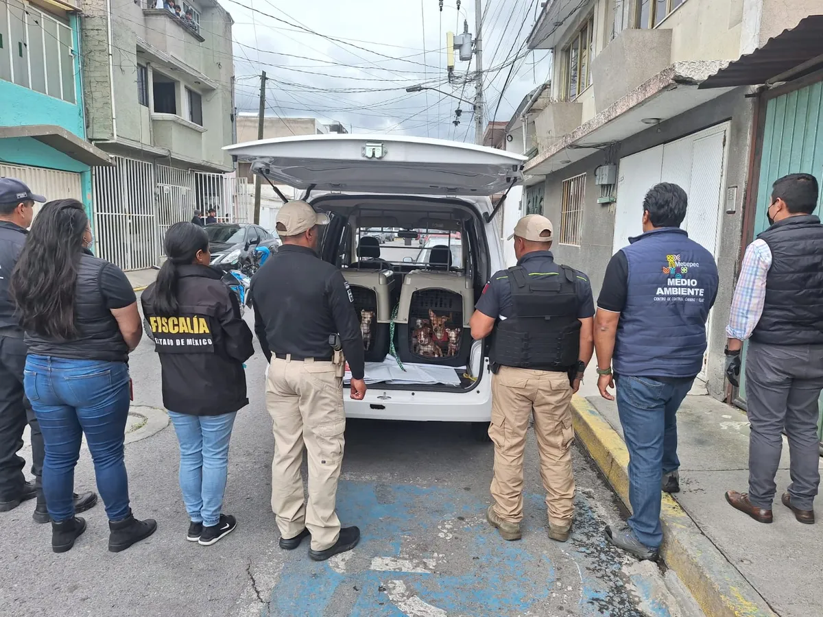 Rescata gobierno de Metepec a 36 lomitos en condición de riesgo