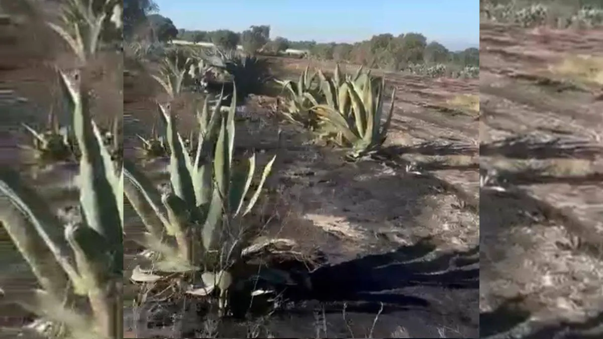 [Video] Incendio en Nopaltepec arrasa con 30 hectáreas de maíz, cebada y maguey
