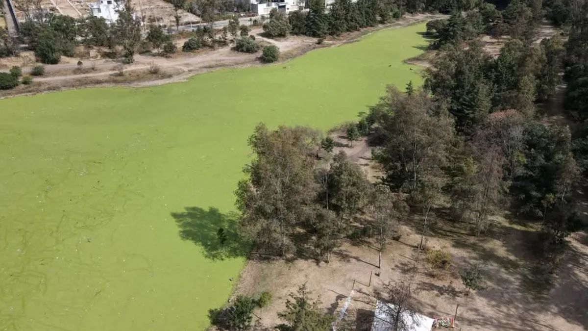 Lentejilla invade la Presa Lago de Guadalupe en Cuautitlán Izcalli