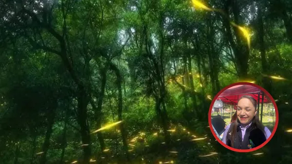 Amecameca se prepara para temporada de avistamiento de luciérnagas